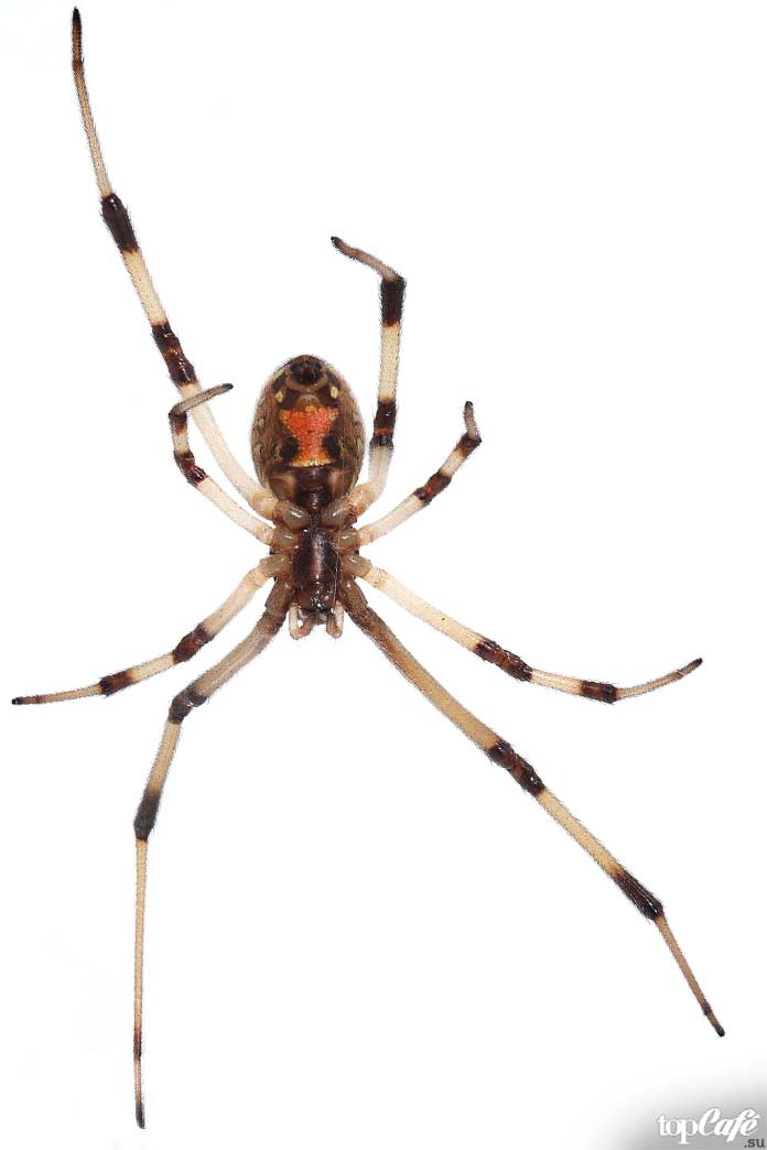 TOP 16 cei mai periculoși păianjeni din lume
