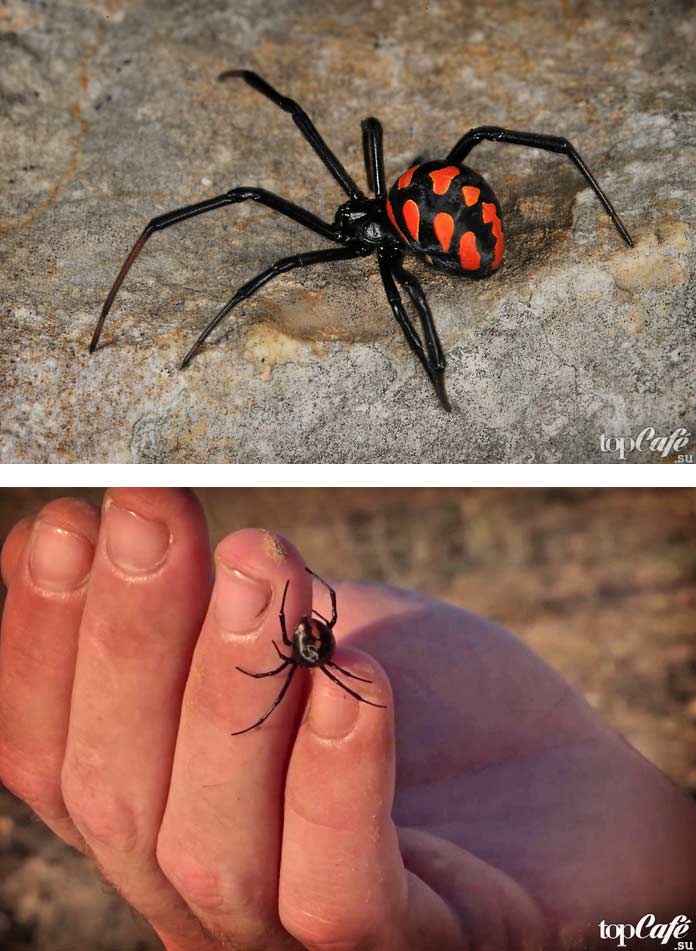 TOP 16 nejnebezpečnějších pavouků na světě