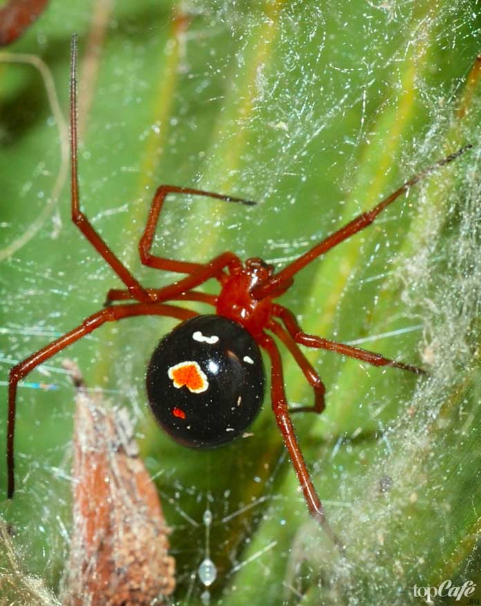 TOPP 16 farligaste spindlar i världen