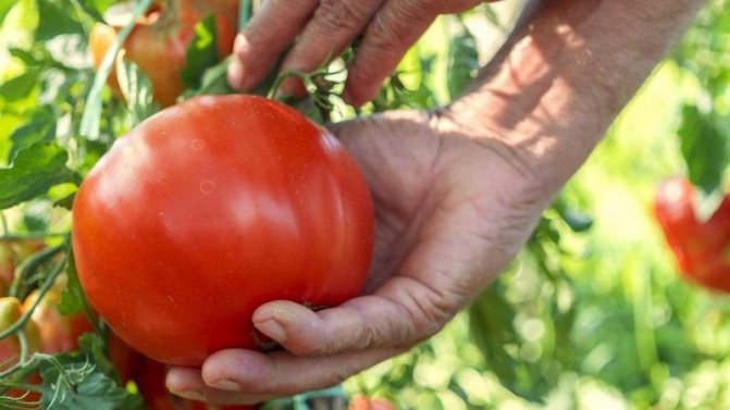 20 jenis tomato super awal terbaik untuk tanah terbuka: memilih yang betul bersama-sama