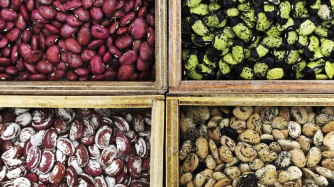 26 jenis kacang terbaik dengan gambar dan keterangan: jenis apa dan bagaimana memilih yang betul