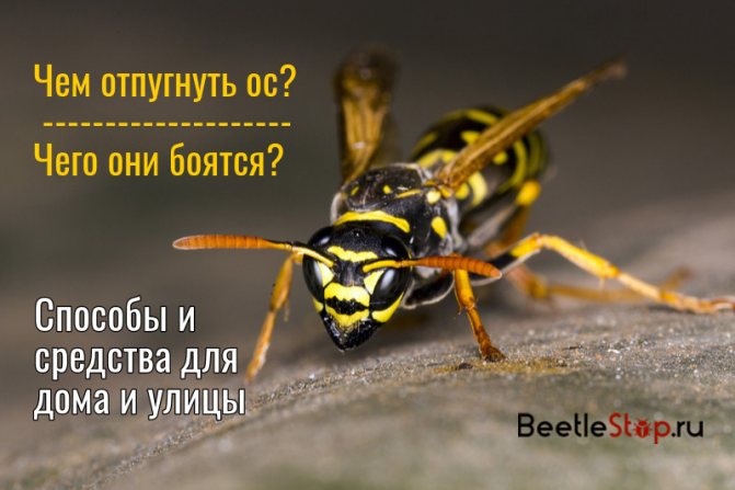 Top 5 moduri de a scăpa de viespi de pe site: motivele apariției lor, mijloacele actuale de combatere a acestora