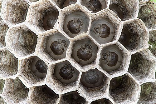 Top 5 moduri de a scăpa de viespi de pe site: motivele apariției lor, mijloacele actuale de combatere a acestora