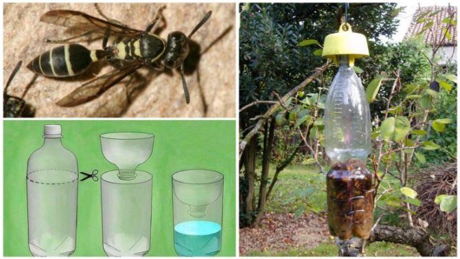 Nangungunang 5 mga paraan upang mapupuksa ang mga wasps sa site: ang mga dahilan para sa kanilang hitsura, ang kasalukuyang paraan upang labanan sila