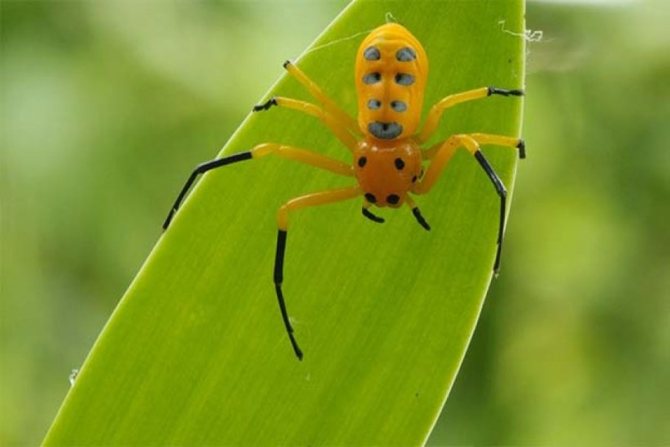 TOP 7 labah-labah yang paling cantik (dan mengerikan)