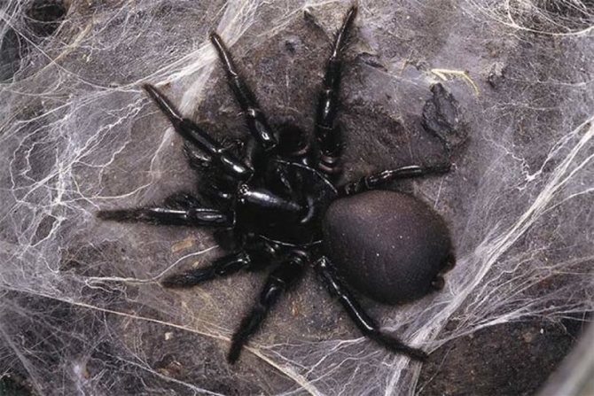 TOP 7 der schönsten (und schrecklichsten) Spinnen