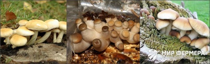 Poplar mushrooms how to grow