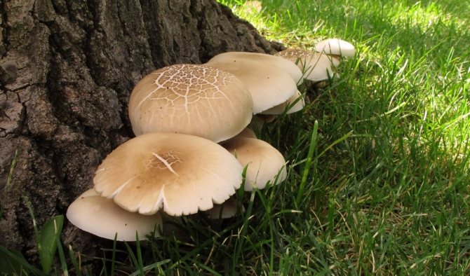 Poplar mushrooms