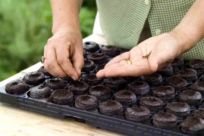Peat seedling tablets - how to use