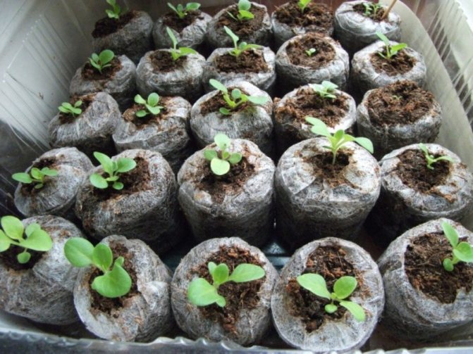 Peat seedling tablets - how to use