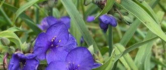 Tradescantia Anderson - features of cultivation