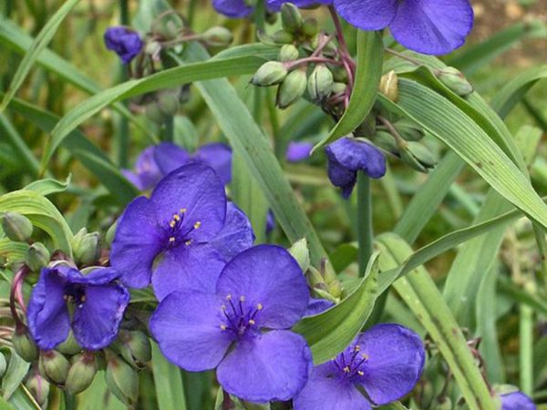 Tradescantia Anderson - features of cultivation