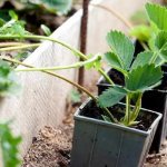 Teknologi tradisional penuaian anak benih strawberi