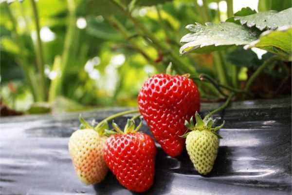 Technologie traditionnelle de récolte des plants de fraises