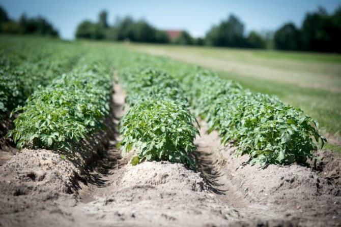 The traditional way is planting and hilling potatoes in rows
