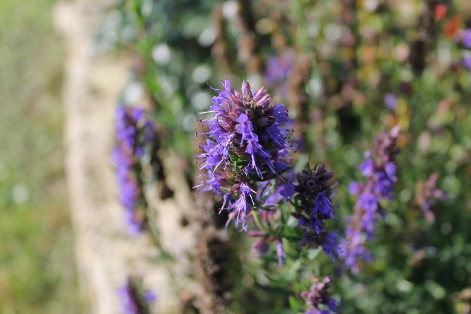 Hyssop herb: useful properties and contraindications, 15 photos