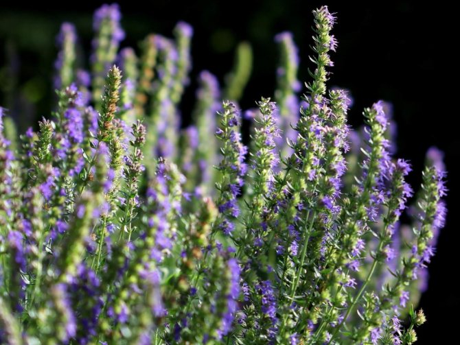 Hyssop herb: useful properties and contraindications, 15 photos