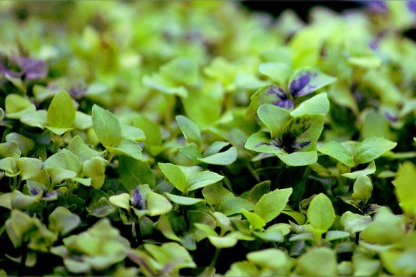 alfalfa herbs