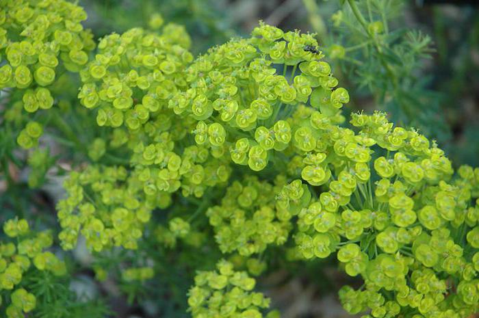Euphorbia herb medicinal properties