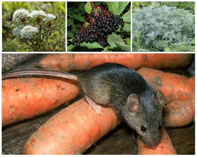 Herbs against rodents