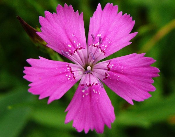 Herbaceous perennial 20-40 cm taas, bulaklak na may limang petals na may mga denticle sa gilid