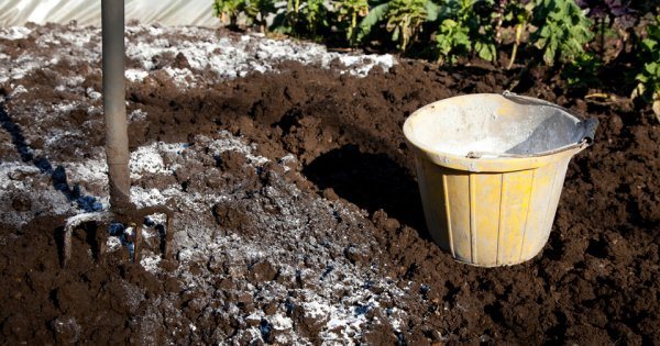 Изисквания към почвата за засаждане и правила за сеитба на домати