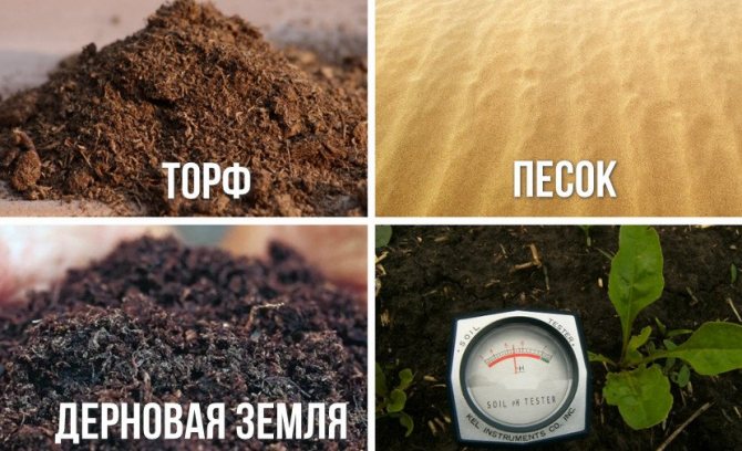 Soil requirements