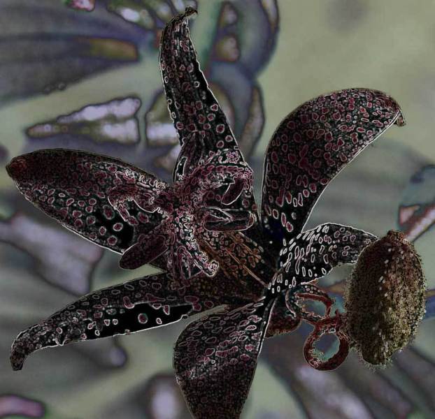 Tricirtis: kung paano palaguin ang isang hardin ng orchid