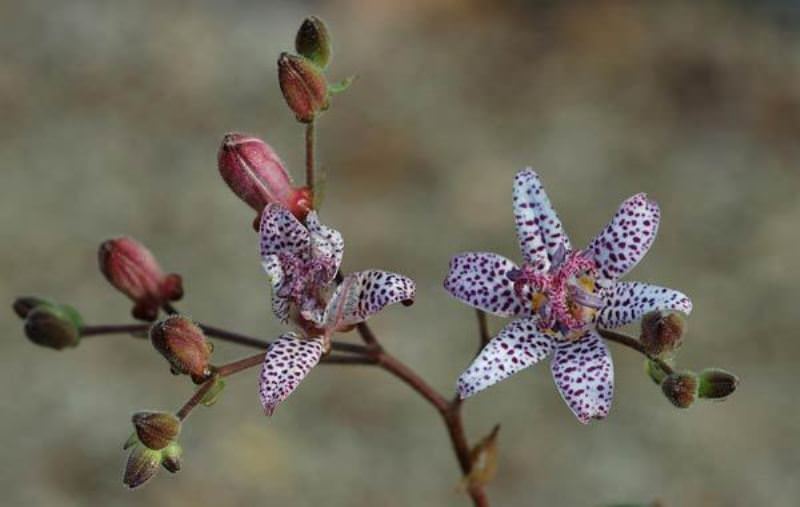 Tricirtis: cum să crească o orhidee de grădină