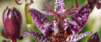 tricirtis planting and care in the open field in the urals