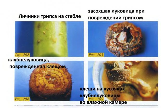 thrips, root onion mite on gladioli, diseases of gladioli, diseases of gladioli photos and description, diseases and pests of gladioli, pictures, control measures