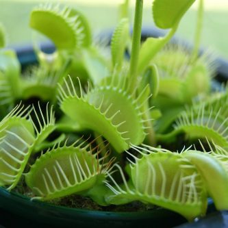 triton Venus flytrap