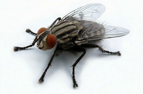 Тропическа муха