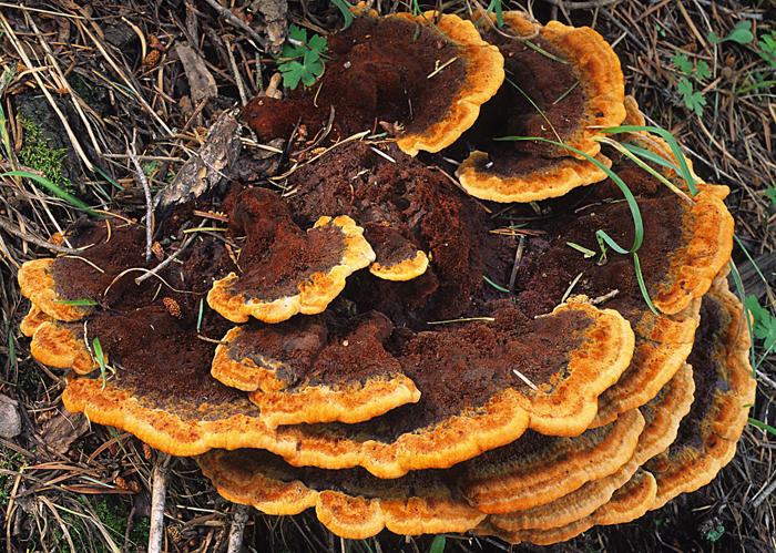 Troudová houba nebo fotografie Pheolus Schweinitzii (Phaeolus schweinitzii)