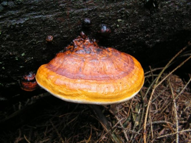 Fotografie ohraničeného polypore (Fomitopsis pinicola)