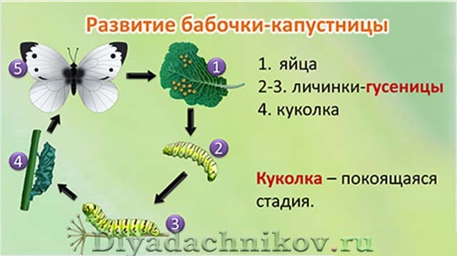 tsuktsuk min - Cabbage butterfly: description and features with photo