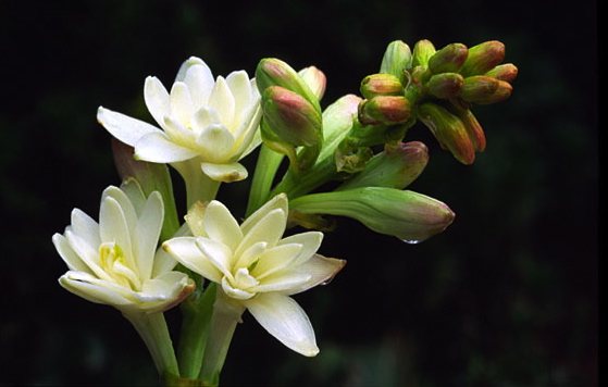 снимка на цвете тубероза