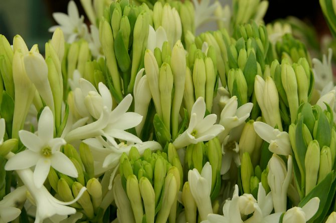 Tuberose in mass production