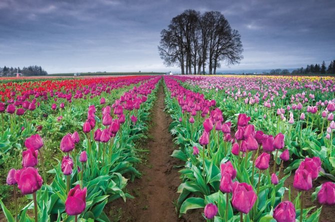 Tulipány na farmě tulipánů z dřevěných bot, Oregon