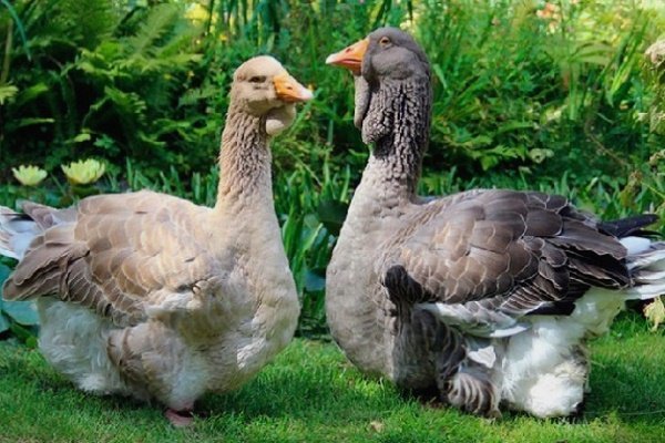 Toulouse breed of geese