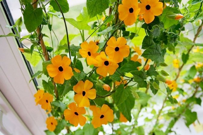 Thunbergia on supports