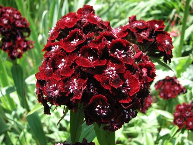 Turkish carnation: growing from seed, when to plant for seedlings