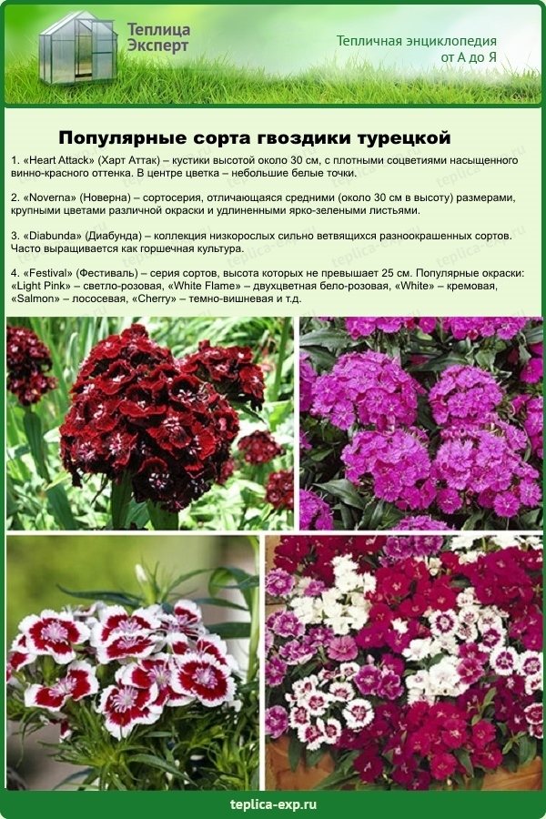 Turkish carnation: growing from seed, when to plant for seedlings