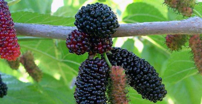 mulberry recipes