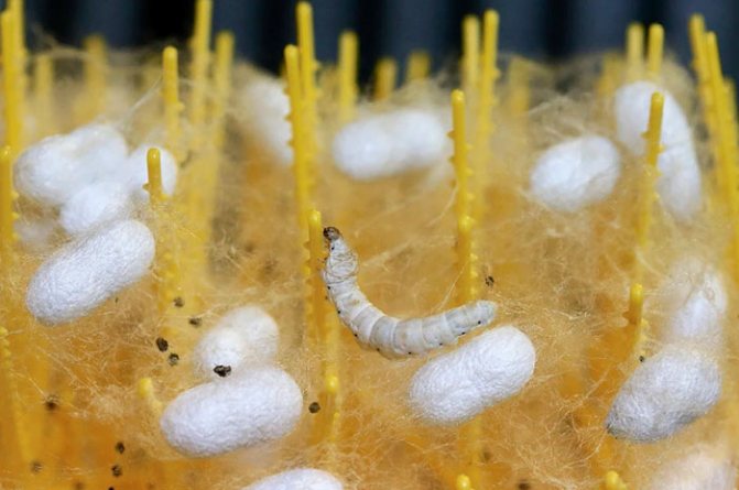 Silkworm caterpillar with cocoon