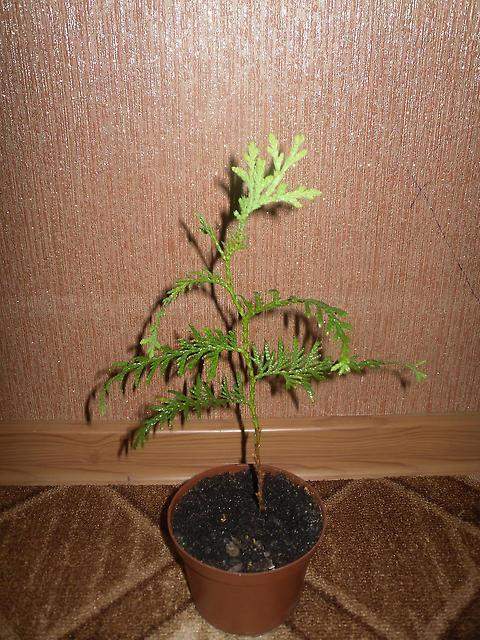 thuja how to care at home