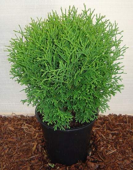 thuja how to care at home