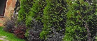thuja on the site