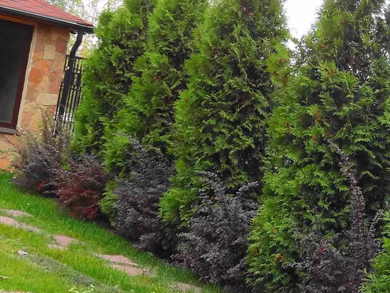 thuja on the site