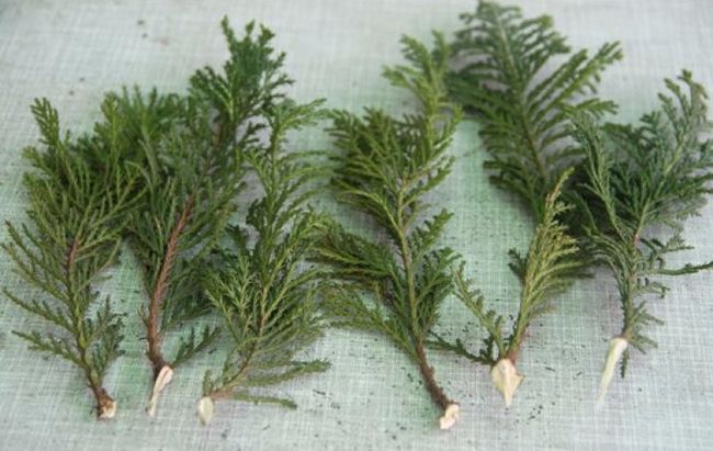 Thuja, planting and care in the open field, breeding methods